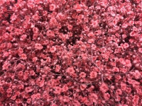 Gypsophila Million Star Pink Holland