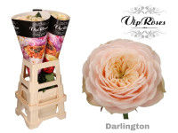 Rose Darlington Krom 70 sm