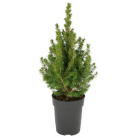 Picea Glauca Conica 13/45