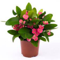 Euphorbia Pink 12/28