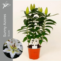 Lilium Or Sunny Azores 19/55