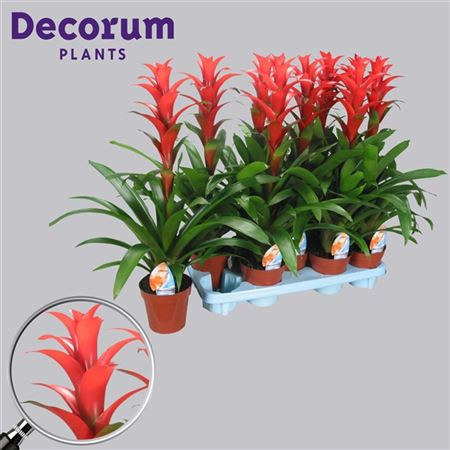 Guzmania Switch 9/45