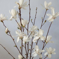 Magnolia Merrill 23/85