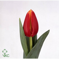 Tulp En Denmark Holland