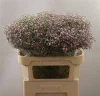 Gypsophila Pink Holland