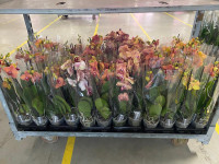 Phal 2 Authentic Oranje Mix 12/70