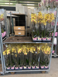 Phal 2-tak Levo Promiss Yellow 12/75