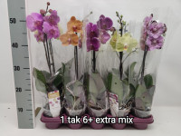 Phal 1-tak Phalaenova Mix 12/65