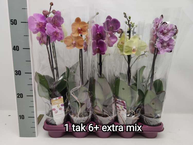Phal 1-tak Phalaenova Mix 12/65