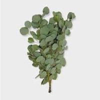 Eucalipt Populus Extra 70 sm 400 gr