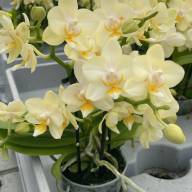 Phal 2/3-tak Sara Opti-flor 7/25 - зображення_viber_2025-08-06_17-54-12-053
