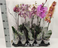 Phal 2/3-tak Sara Opti-flor 7/25