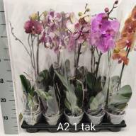 Phal 2/3-tak Sara Opti-flor 7/25 - IMG-b44db9b0b1247bd34f289e9a96a68829-V