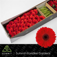 Gerbera Mini Suri  X30 Holland