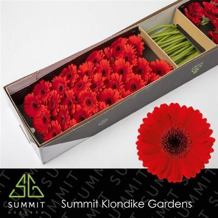 Gerbera Mini Suri  X30 Holland