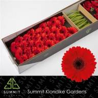 Gerbera Mini Suri  X30 Holland - зображення_viber_2025-01-01_16-56-08-839