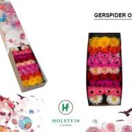 Gerbera Mini Suri  X30 Holland - зображення_viber_2025-01-01_17-08-12-741