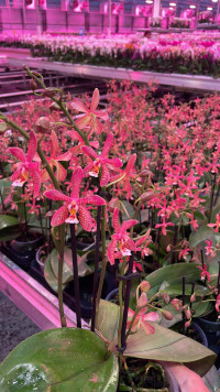 Phal 2/3 Spider Brown 9/35