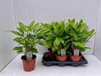 Calathea Rufibarba 13/35