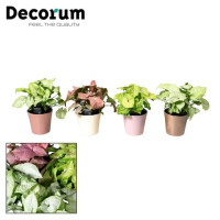 Syngonium Mix 14/30