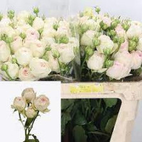 Spray Porcelain Lace 35 sm