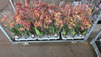 Phal A2 1/2-tak Bolgheri 12/35