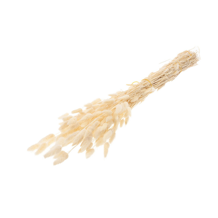 Lagurus 70 cm Holland