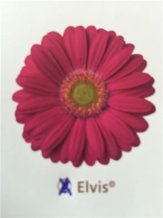 Ge Mi Elvis New