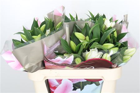 Li Or Double Roselily Aisha White