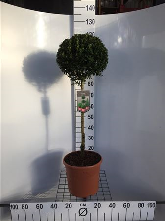 Buxus Bol Op Stam