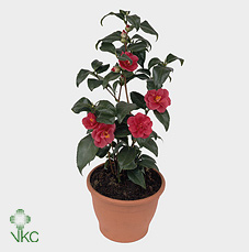 Camelia Japonica (clock)