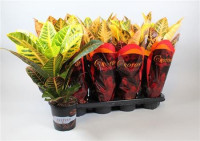 Codiaeum Gr Petra 13/38