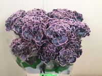 Dianthus Black Molly Holland X20