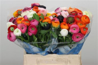 Ranunculus MIX Holland