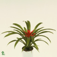 Guzmania Minor Rondo