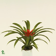 Guzmania Minor Rondo
