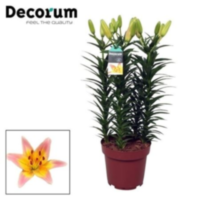 Lilium Passion Ladylike