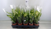 Dieffenbachia Compacta 12/45