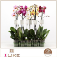 Phal 1-tak Levo (limited)