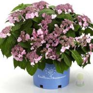 Hydrangea Steiniger 23/40 - Hydrangea Steiniger 23