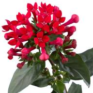 Hydrangea Steiniger 23/40 - 11075