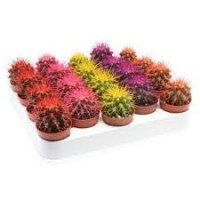 Echinocactus Painted 510/15