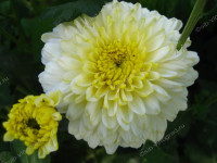 Chr T Commander Yellow 75g