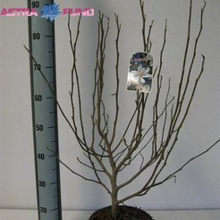 Magnolia OV 21/65