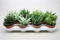 Aloe Vera 9/38