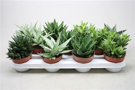 Aloe Vera 9/38