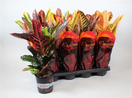 Codiaeum Excellent Кротон 13/50