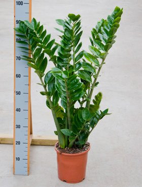 Zamioculcas 21/90