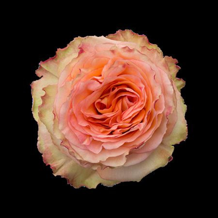 Rose Colosseum 70 sm