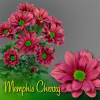 Chr T Memphis Cherry X5